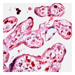 Epredia Lab Vision D4-GDI Rabbit Polyclonal Antibody with BSA and azide:Antibodies:Primary