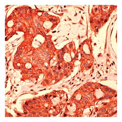 Epredia Lab Vision HER-4/c-erbB-4 Rabbit Polyclonal Antibody with BSA and