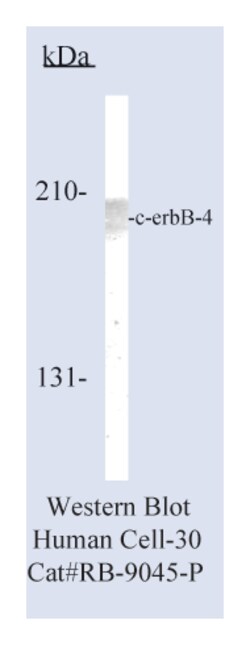Epredia Lab Vision HER-4/c-erbB-4 Rabbit Polyclonal Antibody with BSA and
