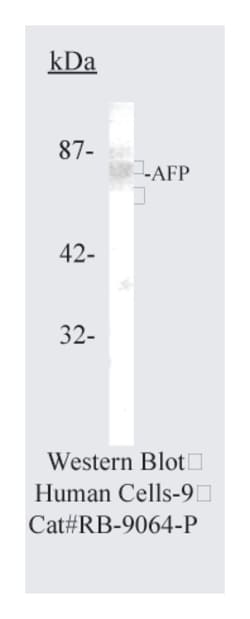 Epredia Lab Vision -Fetoprotein (AFP), Rabbit Polyclonal Antibody:Antikörper:Primärantikörper