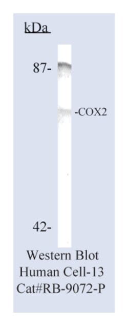 Epredia Lab Vision COX2 Rabbit Polyclonal Antibody with BSA and azide:Antibodies:Primary