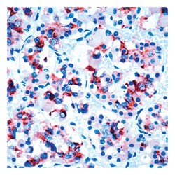Epredia Lab Vision Prolactin Mouse Monoclonal Antibody with BSA and azide:Antibodies:Primary