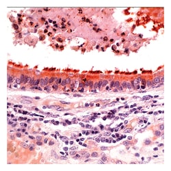 Tubulin- , Rabbit Polyclonal Antibody,Lab Vision Epredia:Antikörper:Primärantikörper