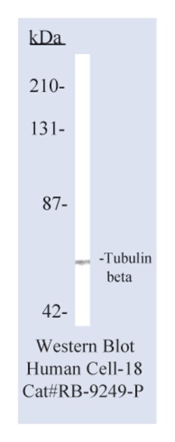 Tubulin- , Rabbit Polyclonal Antibody,Lab Vision Epredia:Antikörper:Primärantikörper