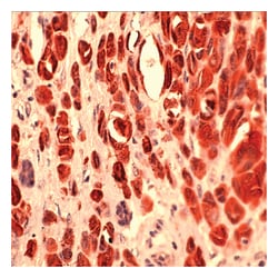 Epredia Lab Vision S100A4 Rabbit Polyclonal Antibody with BSA and azide:Antibodies:Primary