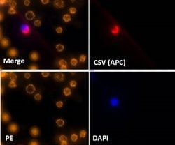 Abnova Corporation&nbsp;Cell-Surface Vimentin (CSV) Mouse anti-Human, APC, Clone:84-1, Abnova&trade;