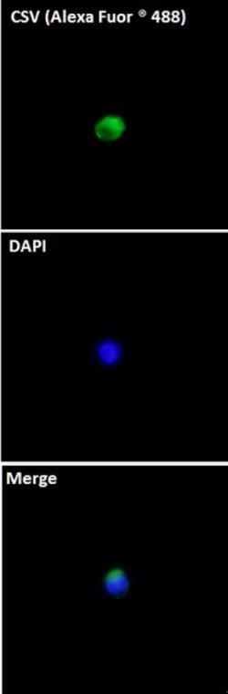 Cell-Surface Vimentin (CSV) Mouse anti-Human, Biotin, Clone:84-1, Abnova