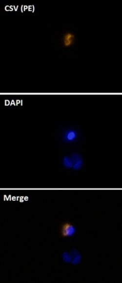 Cell-Surface Vimentin (CSV) Mouse anti-Human, PE, Clone:84-1, Abnova&trade;