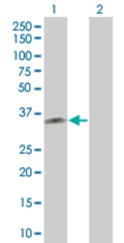 PBRM1 Mouse anti-Human, Polyclonal, Abnova 50&mu;g:Antibodies, Polyclonal