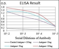 CNN1 Mouse anti-Human, Clone:1H5B5, Abnova 100&mu;g:Antibodies, Monoclonal