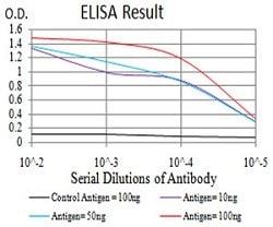 RAB13 Mouse anti-Human, Clone:7G8A4, Abnova 100&mu;g:Antibodies, Monoclonal