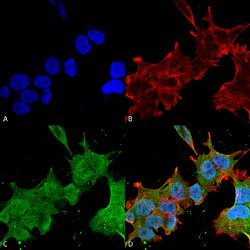 Bcan Mouse anti-Human, Rat, FITC, Clone:S294A-6, Abnova 100&mu;g:Antibodies,