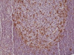 PDCD1 Rabbit anti-Human, Clone:RM309, Abnova 100&mu;L:Antibodies, Monoclonal