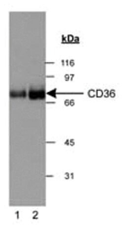 CD36 Polyclonal Antibody, Invitrogen 100 &mu;L; Unconjugated:Antibodies,