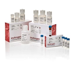 Thermo Scientific™ ViewRNA™ HC Screening Assay