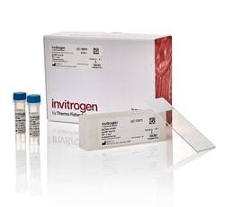 Invitrogen™ ViewRNA™ Tissue Positive Control Kit (2-plex) (4 rat kidney slides + probes)