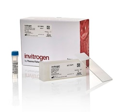 Invitrogen™ ViewRNA™ Tissue Positive Control Kit (1-plex) (4 rat kidney slides + probe)