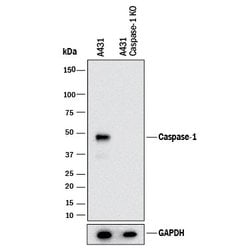 Human Caspase-1 Antibody, R D Systems 100 &mu;g; Unconjugated:Antibodies,