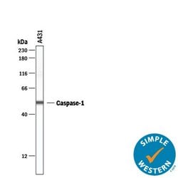 Human Caspase-1 Antibody, R D Systems 100 &mu;g; Unconjugated:Antibodies,