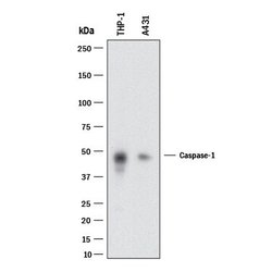 Human Caspase-1 Antibody, R D Systems 100 &mu;g; Unconjugated:Antibodies,