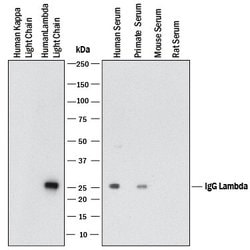 Human/Primate Ig Lambda Light Chain Antibody, R D Systems:Antibodies:Primary
