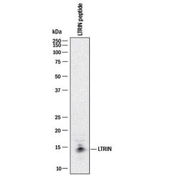 LTRIN Antibody, R D Systems:Antibodies:Primary Antibodies