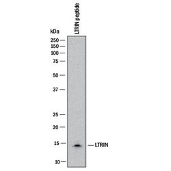 LTRIN Antibody, R D Systems 25 &mu;g | Buy Online | R&D Systems | Fisher Scientific