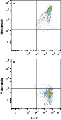 Human Melanopsin Antibody, R D Systems 100 &mu;g; Unconjugated:Antibodies,