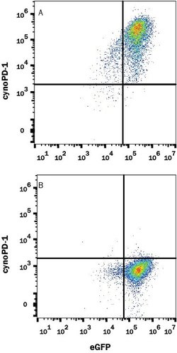 Human/Cynomolgus Monkey PD-1 Antibody, R D Systems 25 &mu;g; Unconjugated:Antibodies,