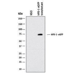 Human/Cynomolgus Monkey PD-1 Antibody, R D Systems 25 &mu;g; Unconjugated:Antibodies,