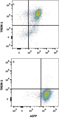 Human TREM-1 Antibody, R D Systems 100 &mu;g; Unconjugated:Antibodies,