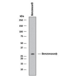 NucA nuclease Antibody, Clone: 1028905, R D Systems:Antibodies:Primary