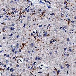 Human TMEM119 Antibody, R D Systems:Antibodies:Primary Antibodies