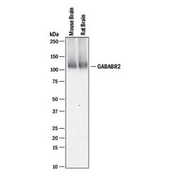 Mouse/Rat GABAB R2 Antibody, R D Systems 25 &mu;g; Unconjugated:Antibodies,