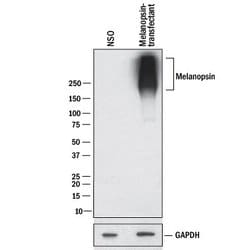 Human Melanopsin Antibody, R D Systems 100 &mu;g; Unconjugated:Antibodies,