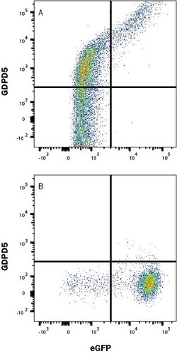 Human GDPD5 Antibody, R D Systems 25 &mu;g; Unconjugated:Antibodies, Monoclonal