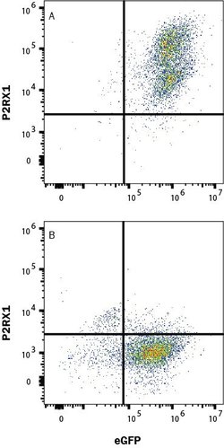 Human P2X1/P2RX1 Antibody, R D Systems:Antibodies:Primary Antibodies