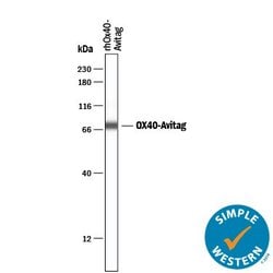 Avi Tag Antibody, R&D Systems&trade;