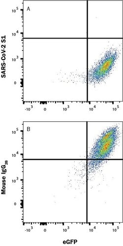 SARS-CoV-2 Spike RBD Antibody, R D Systems 25 &mu;g; Unconjugated:Antibodies,