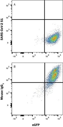 SARS-CoV-2 Spike RBD Antibody, R D Systems 100 &mu;g; Unconjugated:Anticuerpos