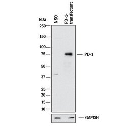 Human PD-1 Antibody, R D Systems:Antibodies:Primary Antibodies