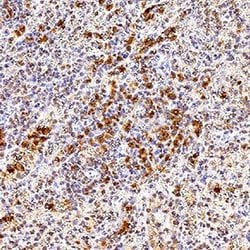 Human Fc gamma RI/CD64 Antibody, R D Systems 100 &mu;g; Unconjugated:Antibodies,