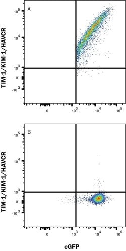 Human TIM-1/KIM-1/HAVCR Antibody, R D Systems:Antibodies:Primary Antibodies