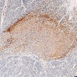 Human NGFR/TNFRSF16 Antibody, R D Systems 25 μg; Unconjugated:Antibodies,