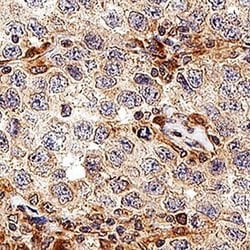 Human PAR1 Antibody, R D Systems:Antibodies:Primary Antibodies
