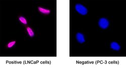 Human Androgen R/NR3C4 Antibody, R D Systems 100 &mu;g; Unconjugated:Anticuerpos