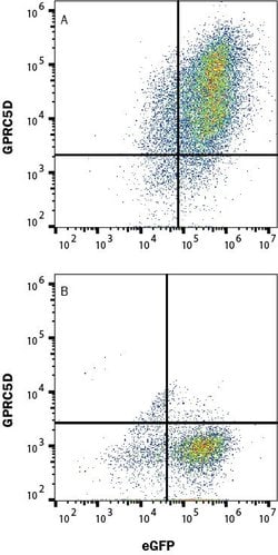 Human GPRC5D Antibody, R D Systems:Antibodies:Primary Antibodies