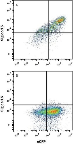 Human Siglec-15 Antibody, R D Systems 100 &mu;g; Unconjugated:Antibodies,