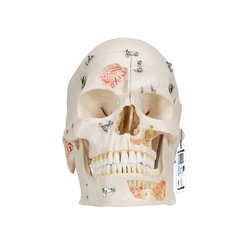 3B Scientific&trade;&nbsp;Deluxe Demonstration Human Skull with 3B Smart Anatomy