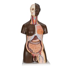 3B Scientific™ Dual Sex Human Torso Model with 3B Smart Anatomy